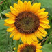 - BoxGardenSeedsLLC - Sunspot Dwarf Sunflower Herb - Culinary/Medicinal Herbs - Seeds