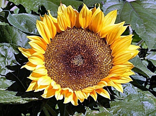 - BoxGardenSeedsLLC - Sunspot Dwarf Sunflower Herb - Culinary/Medicinal Herbs - Seeds
