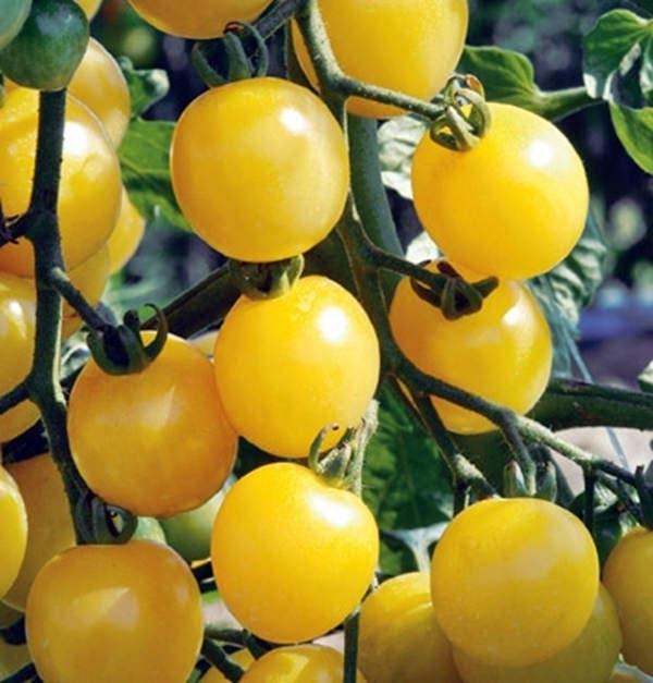 White Cherry, Tomato, - BoxGardenSeedsLLC -Tomatoes,Tomatillos - Seeds