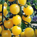 White Cherry, Tomato, - BoxGardenSeedsLLC -Tomatoes,Tomatillos - Seeds