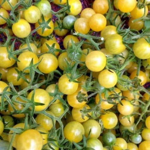 White Cherry, Tomato, -- BoxGardenSeedsLLC -Tomatoes,Tomatillos - Seeds