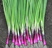 Red Beard Bunching, Onion - BoxGardenSeedsLLC - Onions,Leeks - Seeds - USA Seller, Thank you for shopping here today, Naturally Grown GMO Free Seeds, Heirloom Open Pollinated Seeds, Fresh Top Quality Premium Seeds