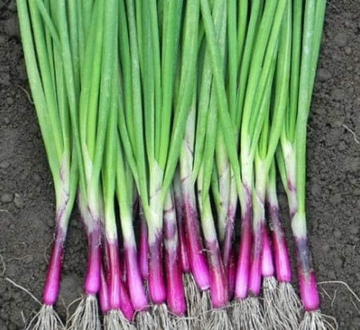 Red Beard Bunching, Onion - BoxGardenSeedsLLC -Onions,Leeks - Seeds