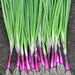 Red Baron Bunching Onion Seeds - Heirloom Garden Non-GMO 100+ Seeds Red Buncher - BoxGardenSeedsLLC -Onions,Leeks - Seeds