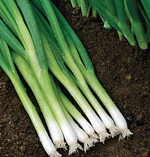 Evergreen Hardy White, Bunching Onion, - BoxGardenSeedsLLC -Onions,Leeks - Seeds