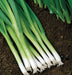 - BoxGardenSeedsLLC - Evergreen Hardy White Bunching Onion - Onions,Leeks - Seeds