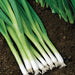 Evergreen Hardy White, Bunching Onion, - BoxGardenSeedsLLC -Onions,Leeks - Seeds