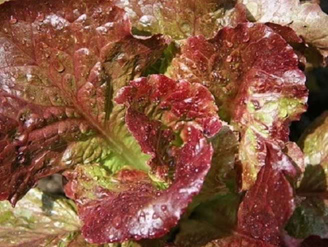 Prizehead Leaf, Lettuce, -- BoxGardenSeedsLLC -Lettuce - Seeds