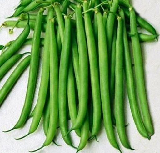 - BoxGardenSeedsLLC - Slenderette Bush Beans, - Beans / Dry Beans - Seeds