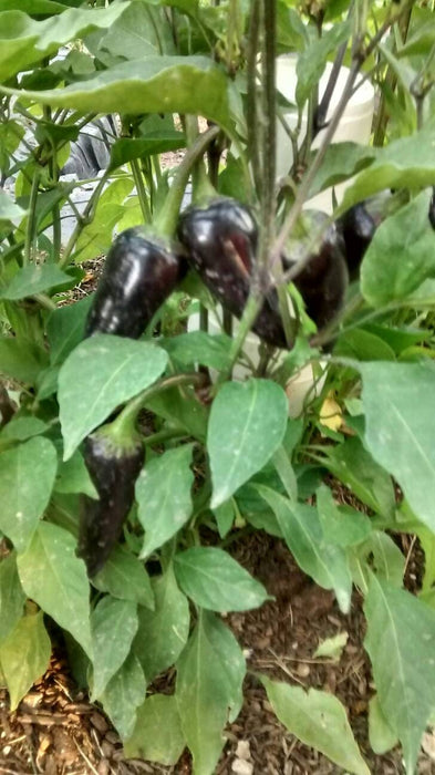 copy Jalapeno Purple Hot Pepper - BoxGardenSeedsLLC -Peppers,Eggplants - Seeds