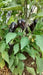 Jalapeno Purple, Hot Pepper - BoxGardenSeedsLLC - Peppers,Eggplants - Seeds - Thank you so much for shopping here today, Fresh Heirloom Vegetable Seeds, Naturally Grown Open Pollinated, More Seeds for Your Money, More Fresh Seeds Per Packet, USA Seller, Thank you for shopping here today, Naturally Grown GMO Free Seeds, Heirloom Open Pollinated Seeds, Fresh Top Quality Premium Seeds