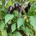 copy Jalapeno Purple Hot Pepper - BoxGardenSeedsLLC -Peppers,Eggplants - Seeds