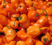 Habanero Orange, Hot Pepper - BoxGardenSeedsLLC - Peppers,Eggplants - Seeds - USA Seller, Thank you for shopping here today, Naturally Grown GMO Free Seeds, Heirloom Open Pollinated Seeds, Fresh Top Quality Premium Seeds
