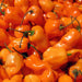 Habanero Orange, Hot Pepper, - BoxGardenSeedsLLC -Peppers,Eggplants - Seeds