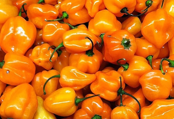 Habanero Orange, Hot Pepper, -- BoxGardenSeedsLLC -Peppers,Eggplants - Seeds