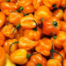 Habanero Orange, Hot Pepper, - BoxGardenSeedsLLC -Peppers,Eggplants - Seeds