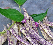 Dragon Tongue, Bush Beans - BoxGardenSeedsLLC - Beans / Dry Beans - Seeds - USA Seller, Thank you for shopping here today, Naturally Grown GMO Free Seeds, Heirloom Open Pollinated Seeds, Fresh Top Quality Premium Seeds