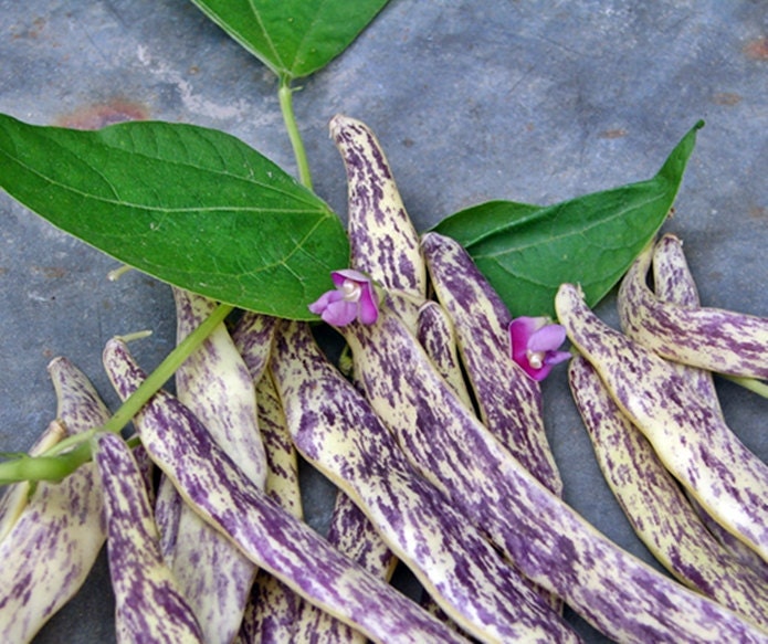 Dragon Tongue, Bush Beans, -- BoxGardenSeedsLLC -Beans / Dry Beans - Seeds