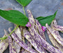 Dragon Tongue, Bush Beans, -- BoxGardenSeedsLLC -Beans / Dry Beans - Seeds