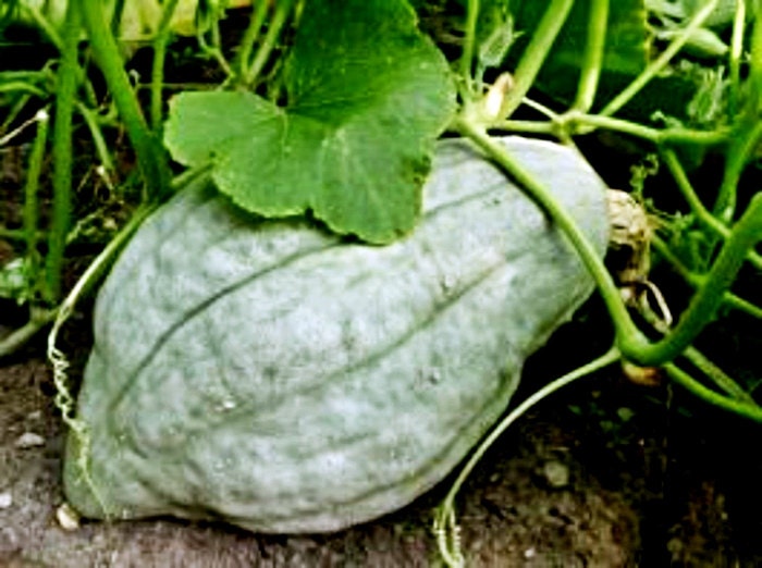 Blue Hubbard, Winter Squash, - BoxGardenSeedsLLC -Squash,Pumpkins - Seeds