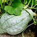 Blue Hubbard, Winter Squash, - BoxGardenSeedsLLC -Squash,Pumpkins - Seeds