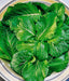 - BoxGardenSeedsLLC - Tendergreen (Komatsuna), Mustard, - Gourmet/Native Greens - Seeds
