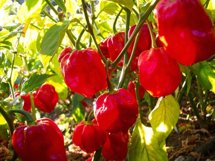 Caribbean Red Habanero, Hot Pepper, -- BoxGardenSeedsLLC -Peppers,Eggplants - Seeds