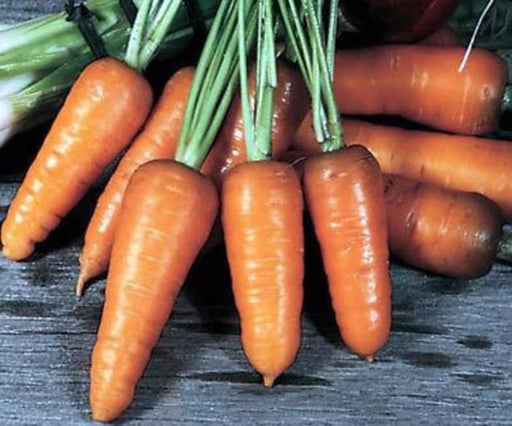 Royal Chantenay, Carrot, - BoxGardenSeedsLLC -Carrots - Seeds