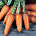 Royal Chantenay, Carrot, - BoxGardenSeedsLLC -Carrots - Seeds