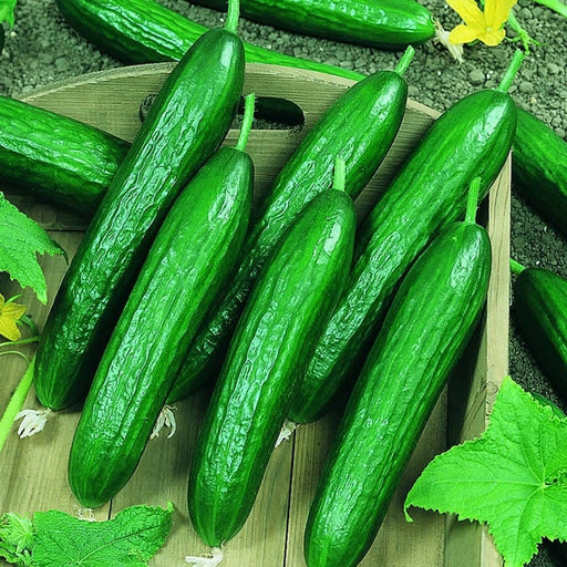 - BoxGardenSeedsLLC - Beit Alpha, Cucumber, - Cucumbers - Seeds