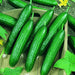 Beit Alpha, Cucumber, -- BoxGardenSeedsLLC -Cucumbers - Seeds