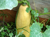 Winter Squash, Seed Kit, -- BoxGardenSeedsLLC -Squash,Pumpkins - Seeds