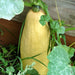 Winter Squash, Seed Kit, - BoxGardenSeedsLLC -Squash,Pumpkins - Seeds