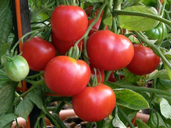 Polar Star, Tomato - BoxGardenSeedsLLC - Tomatoes,Tomatillos - Seeds - 