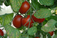 Polar Star, Tomato, -- BoxGardenSeedsLLC -Tomatoes,Tomatillos - Seeds