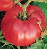 German Johnson, Tomato - BoxGardenSeedsLLC - Tomatoes,Tomatillos - Seeds - 