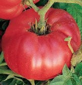 German Johnson, Tomato, -- BoxGardenSeedsLLC -Tomatoes,Tomatillos - Seeds