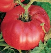 - BoxGardenSeedsLLC - Martian Giant, Tomato, - Tomatoes,Tomatillos - Seeds