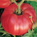 Martian Giant, Tomato, - BoxGardenSeedsLLC -Tomatoes,Tomatillos - Seeds