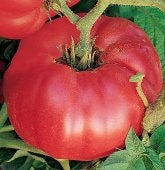 Martian Giant, Tomato - BoxGardenSeedsLLC - Tomatoes,Tomatillos - Seeds - 
