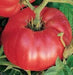 - BoxGardenSeedsLLC - German Johnson, Tomato, - Tomatoes,Tomatillos - Seeds