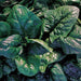 America, Spinach, -- BoxGardenSeedsLLC -Gourmet/Native Greens - Seeds