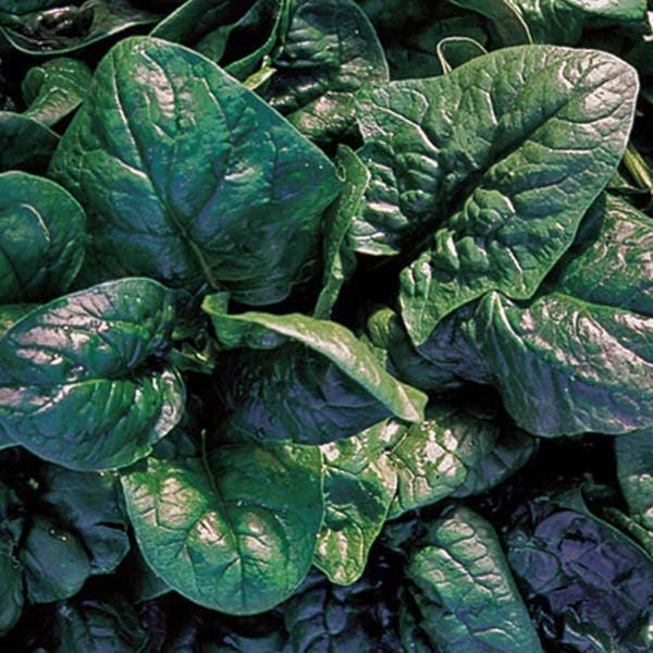 America, Spinach - BoxGardenSeedsLLC - Gourmet/Native Greens - Seeds - USA Seller, Thank you for shopping here today, Naturally Grown GMO Free Seeds, Heirloom Open Pollinated Seeds, Fresh Top Quality Premium Seeds