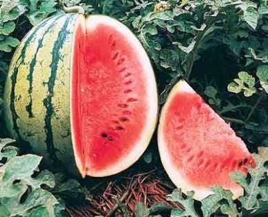 Crimson Sweet, Watermelon, -- BoxGardenSeedsLLC -Melons, Cantaloupe - Seeds