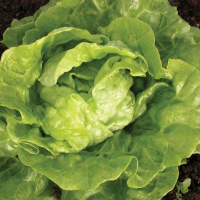 Tennis Ball, Lettuce, -- BoxGardenSeedsLLC -Lettuce - Seeds