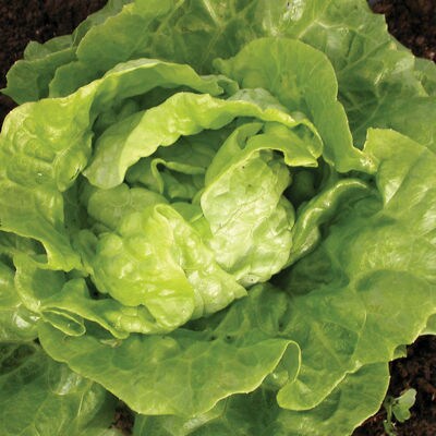 Tom Thumb, Lettuce, -- BoxGardenSeedsLLC -Lettuce - Seeds