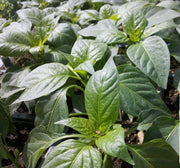 Jupiter, Sweet Bell Pepper - BoxGardenSeedsLLC - Peppers,Eggplants - Seeds - USA Seller, Thank you for shopping here today, Naturally Grown GMO Free Seeds, Heirloom Open Pollinated Seeds, Fresh Top Quality Premium Seeds