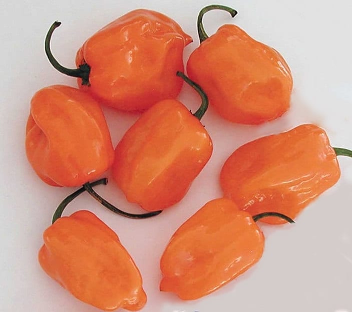 Habanero Orange, Hot Pepper, - BoxGardenSeedsLLC -Peppers,Eggplants - Seeds