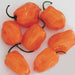 Habanero Orange, Hot Pepper, - BoxGardenSeedsLLC -Peppers,Eggplants - Seeds