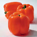 Orange, Bell Pepper, - BoxGardenSeedsLLC -Peppers,Eggplants - Seeds